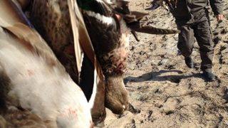 Kaçak Avcılar Suçüstü Yakalandı