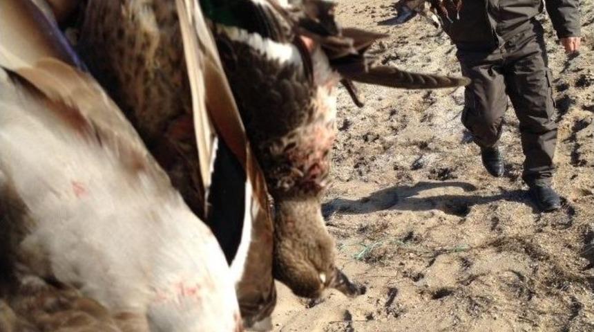 Kaçak Avcılar Suçüstü Yakalandı