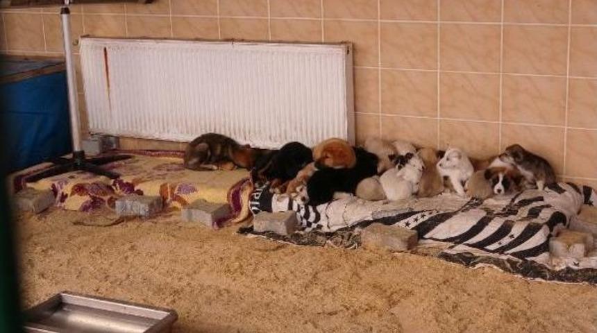 Barınaktaki Hayvanlara Dondurucu Soğukta Takviye Isıtıcı