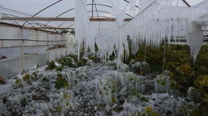 İzmir'de Seralar Dondu