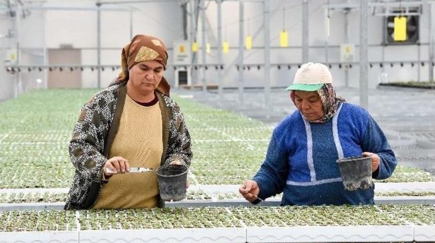 Muratpaşa&rsquo;nın Parklarına Kış &Ccedil;i&ccedil;ekleri