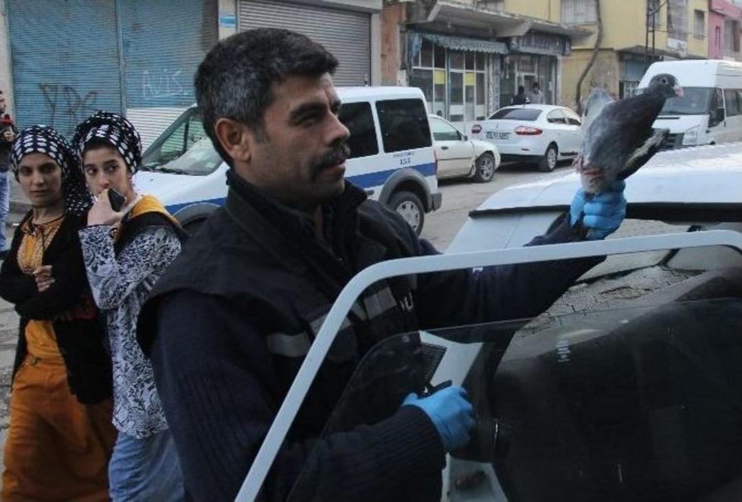 Otomobil &Ccedil;alıp G&uuml;vercin Gasp Ettiler