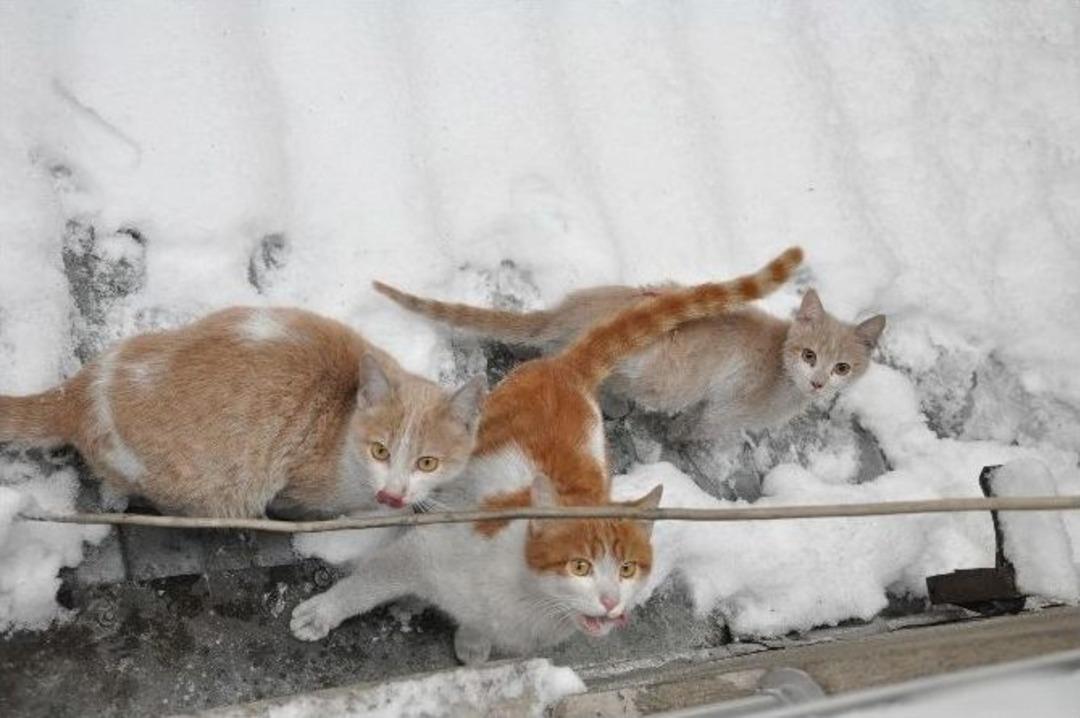 (&ouml;zel Haber) Balıkesir&rsquo;de Askıda Mama Kampanyası