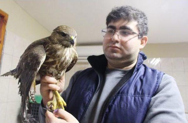 Yaralı Şahin Ve Yavru Baykuş Tedaviye Alındı