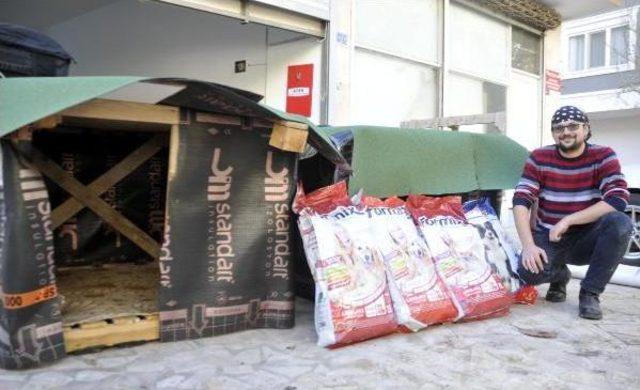 Sokak Hayvanlarına Sıcak Yuva I&ccedil;in &Ccedil;abalıyorlar 3