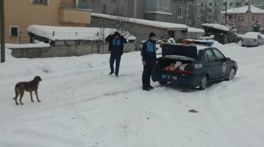 Ilgaz Belediyesi Sokak Hayvanlarını İ&ccedil;in Yem Bıraktı