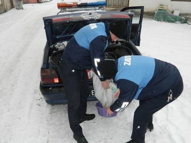 Ilgaz Belediyesi Sokak Hayvanlarını İçin Yem Bıraktı