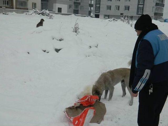 Ilgaz Belediyesi Sokak Hayvanlarını İçin Yem Bıraktı