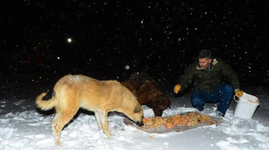 Beylikd&uuml;z&uuml;, Karda Sokak Hayvanlarını Unutmadı
