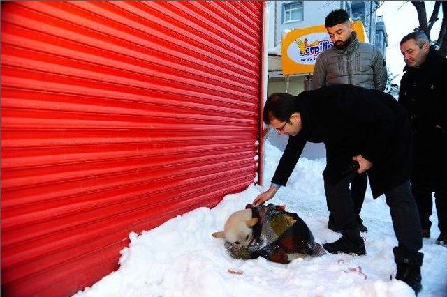 Beylikdüzü, Karda Sokak Hayvanlarını Unutmadı