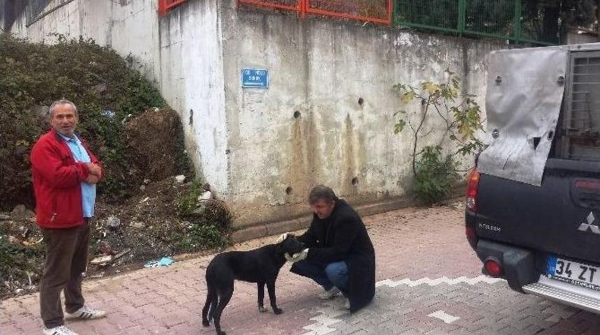 İzmit Zabıtası&rsquo;ndan Sokak Hayvanlarına Yardım Eli