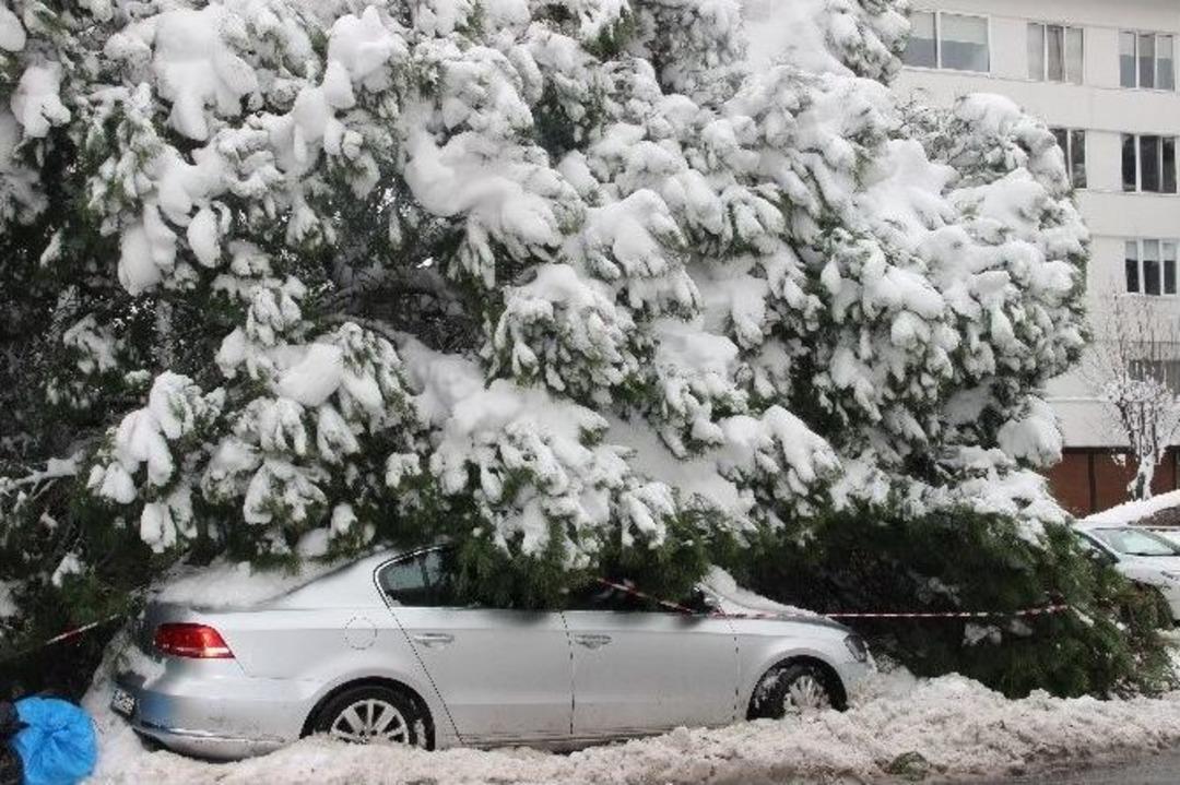 Yoğun Kar Yağışı Ağa&ccedil;ları Devirdi