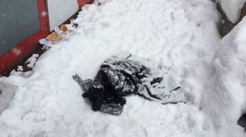 Donmak &Uuml;zere Olan K&ouml;pek Hayata D&ouml;nd&uuml;r&uuml;ld&uuml;