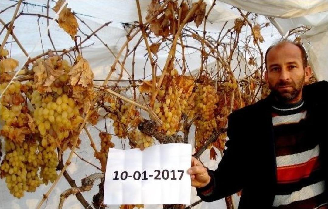 Sarıg&ouml;l&rsquo;de Kar Altında Taze &Uuml;z&uuml;m Keyfi