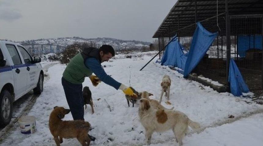 Alaplı Belediyesi Sokak Hayvanlarını Unutmadı