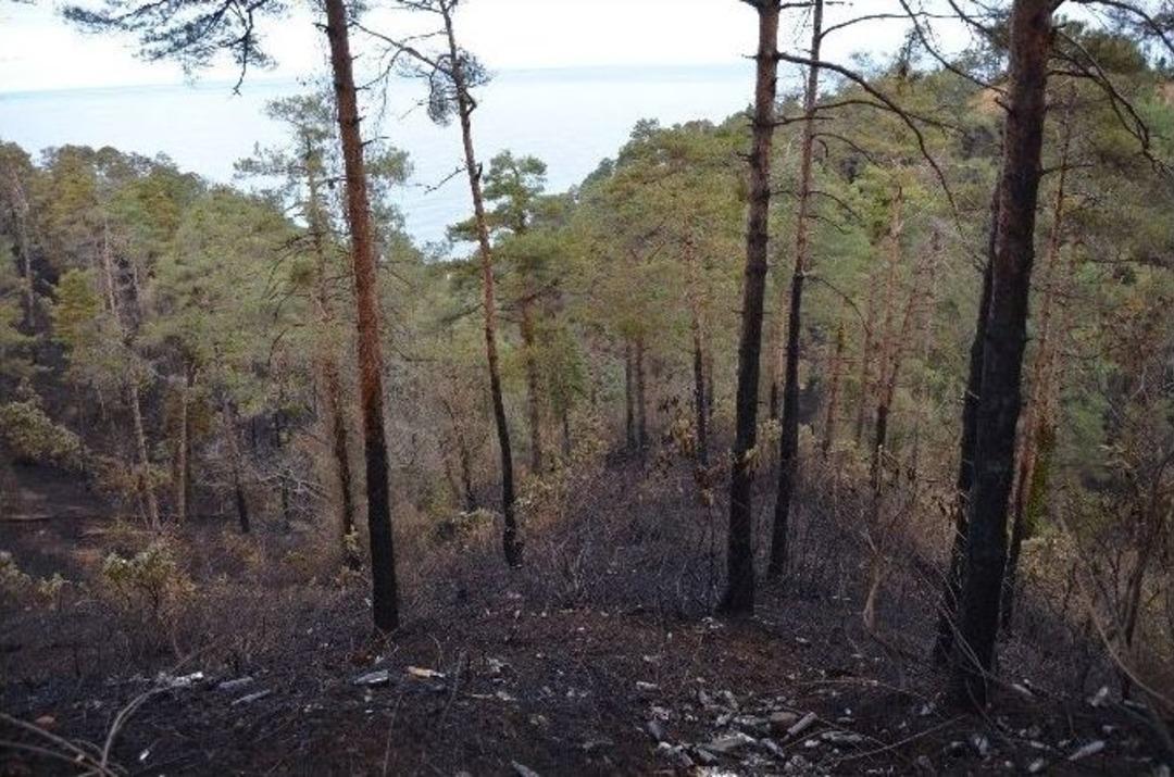 &Ccedil;amburnu Sarı &Ccedil;am Ormanları İlkbaharda Tekrar Yeşillenecek
