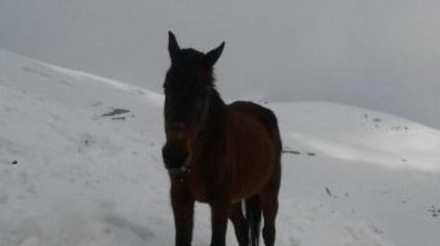 2800 Rakımda Mahsur Kalan At Kurtarıldı