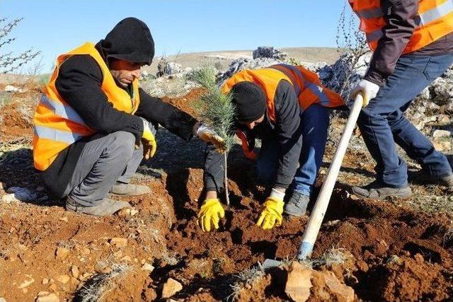 1 Milyon Metre Kare Alanda Ağaçlar Yeşerecek