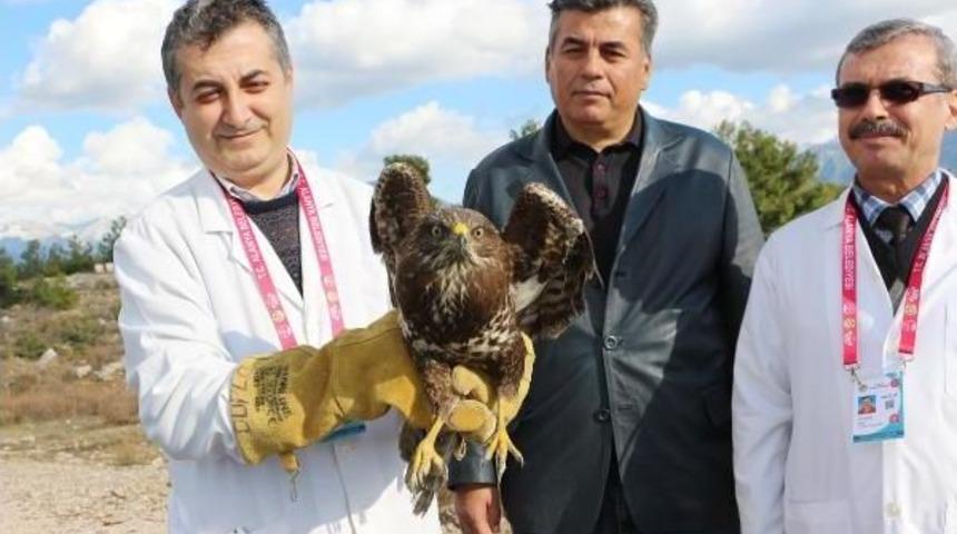 Tedavi Edilen Şahin Doğaya Salındı