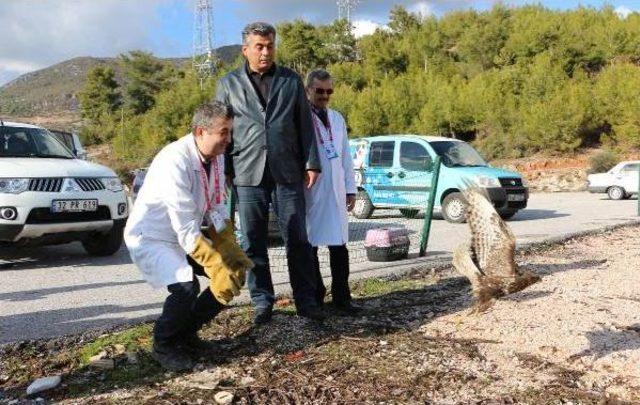 Tedavi Edilen Şahin Doğaya Salındı