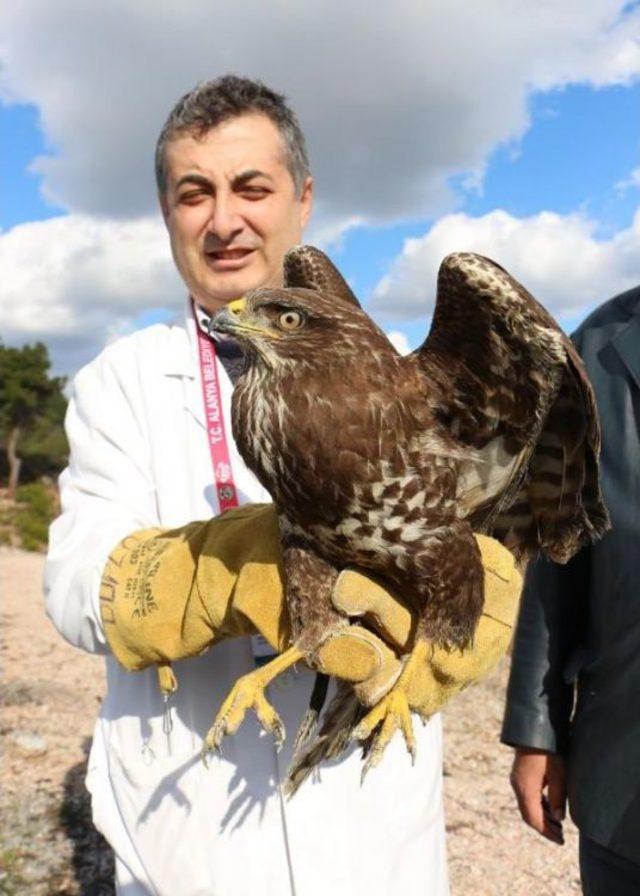 Tedavi Edilen Şahin Doğaya Salındı