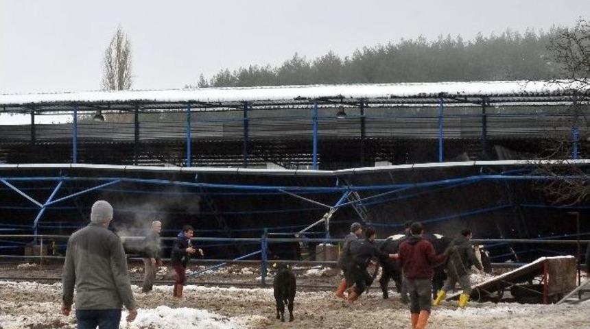 Kar Çatı Çökertti Bir Hayvan Telef Oldu