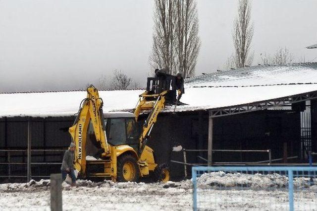 Kar Çatı Çökertti Bir Hayvan Telef Oldu