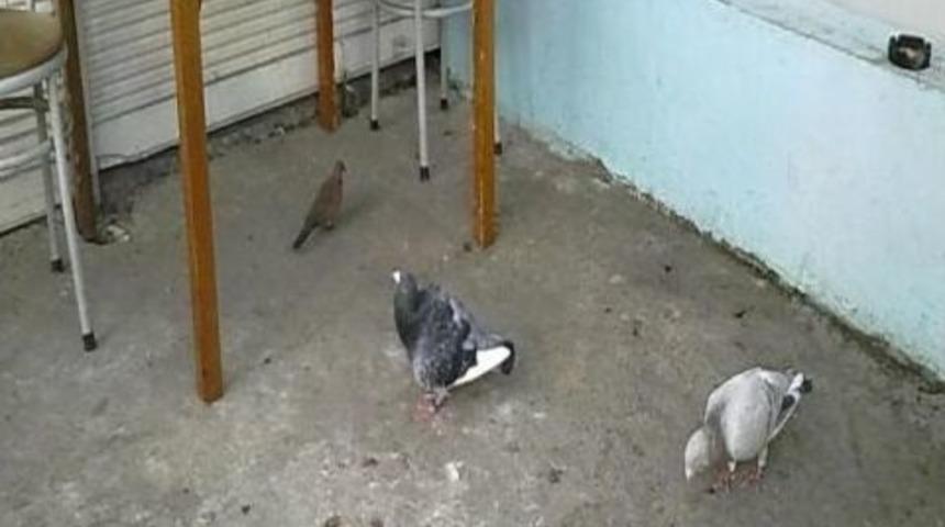 Adana&rsquo;da G&uuml;vercin Cinayeti