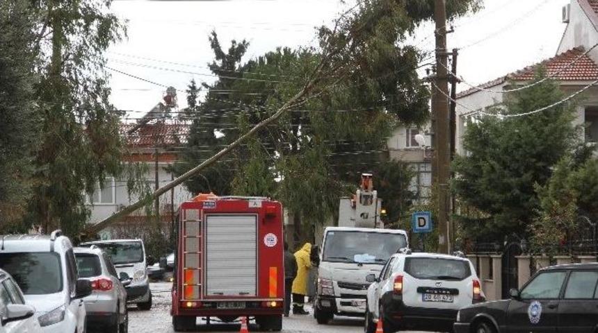 Fethiye&rsquo;deki Şiddetli Fırtına Ağa&ccedil;ları Devirdi