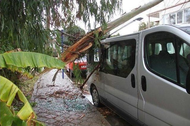 Fethiye&rsquo;deki Şiddetli Fırtına Ağa&ccedil;ları Devirdi 1