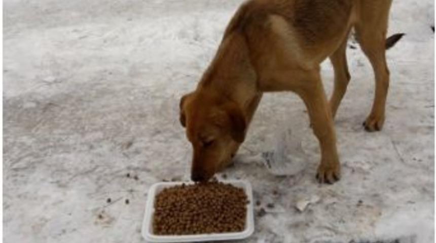 G&ouml;rdes Belediyesi Sokak Hayvanlarını Unutmadı