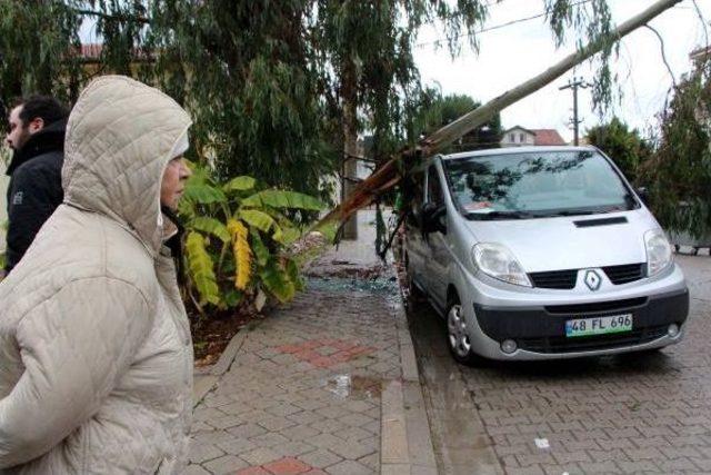 Fethiye'de Lodosun Devirdiği Ağaçlar, Iş Yeri Ve Araçlara Zarar Verdi