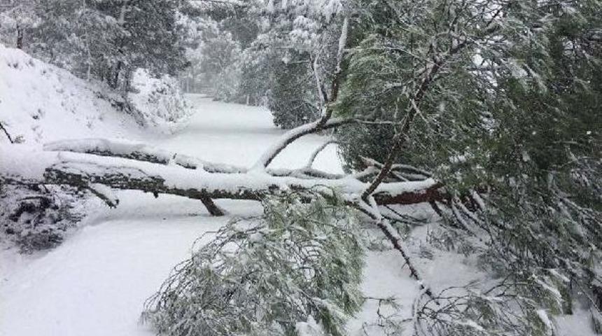 Ko&ccedil;arlı Beyaza B&uuml;r&uuml;nd&uuml;