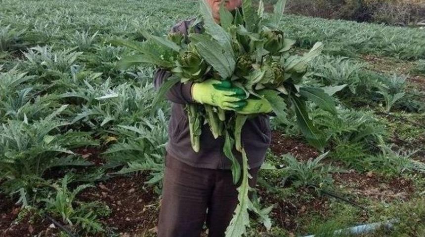 &Ccedil;eşme&rsquo;de Yağan Kar &Uuml;reticiye Zarar Verdi