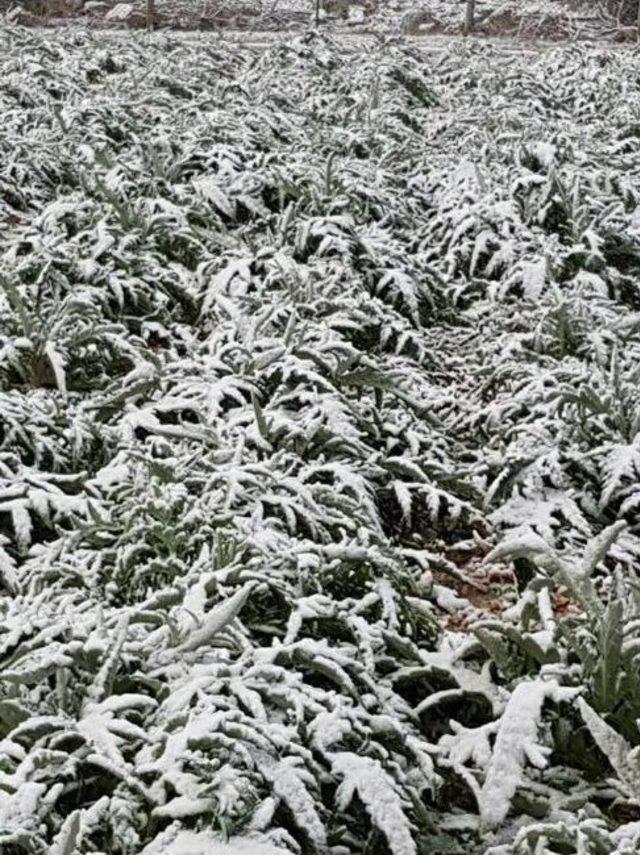 Çeşme’de Yağan Kar Üreticiye Zarar Verdi