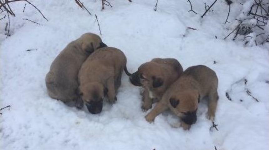 Yavru K&ouml;peklere Belediye Sahip &Ccedil;ıktı
