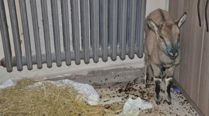 Yaralı Yavru Dağ Ke&ccedil;isi, Belediyede Misafir Ediliyor