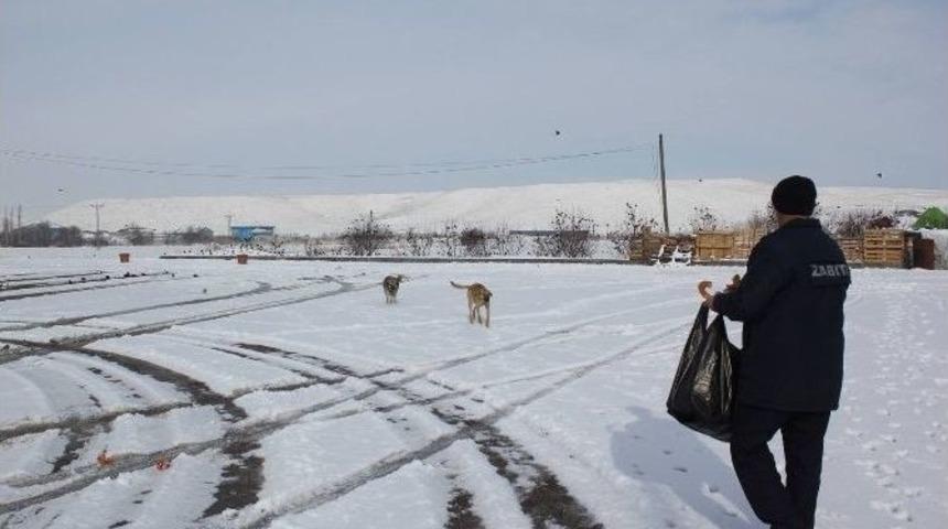Sungurlu Belediyesi Sokak Hayvanları İ&ccedil;in Yem Bıraktılar