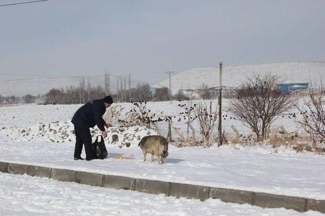 Sungurlu Belediyesi Sokak Hayvanları İçin Yem Bıraktılar