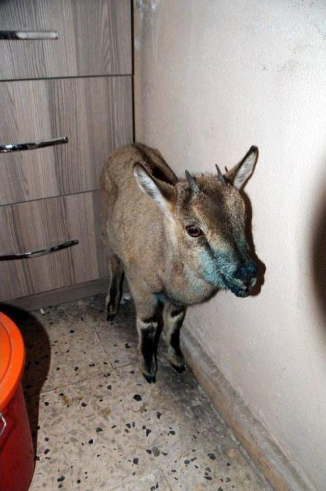 Yaralı Dağ Ke&ccedil;isi Yavrusuna Belediye Sahip &Ccedil;ıktı 3