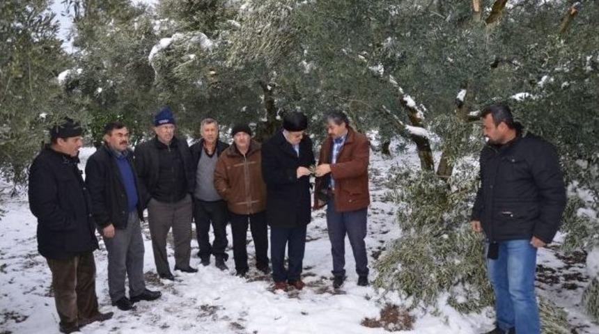 İznik&rsquo;te Kar Zeytin Ağa&ccedil;larını Kırıp Ge&ccedil;ti