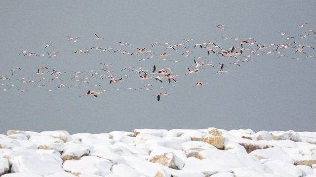 Kar Ve Soğuktan Etkilenen Yüzlerce Flamingo Barınağa Sığındı...