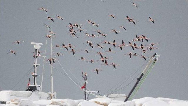 Kar Ve Soğuktan Etkilenen Yüzlerce Flamingo Barınağa Sığındı...