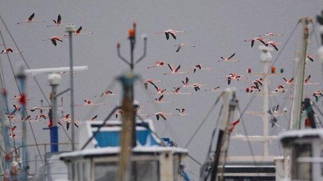 Kar Ve Soğuktan Etkilenen Yüzlerce Flamingo Barınağa Sığındı...