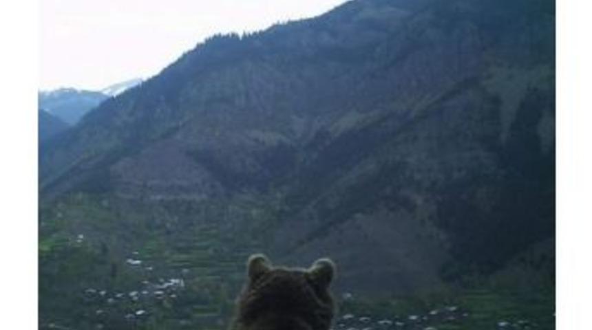 Artvin&rsquo;de Ayının K&ouml;ye Bakışı Fotokapana Yakalandı