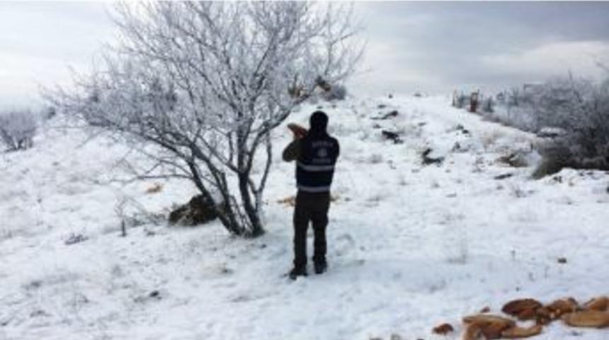 Pursaklar Zabıtası Yaban Hayvanlarının İmdadına Yetişti