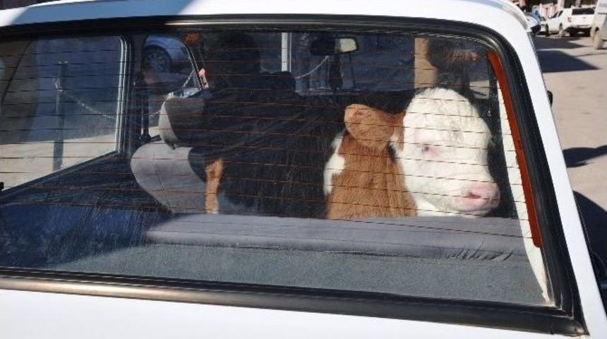 Minik Buzağının Otomobil Keyfi