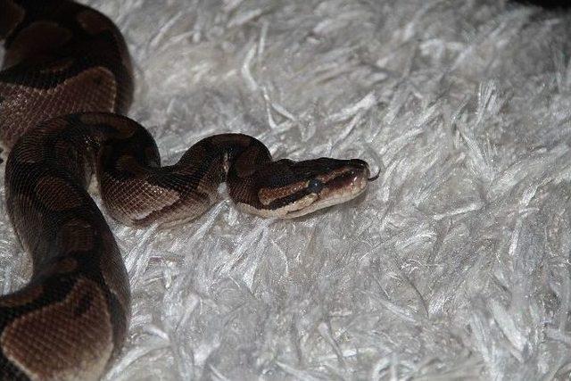 Yılan Korkusunu Yenmek İ&ccedil;in Evinde Yılan Besliyor 1