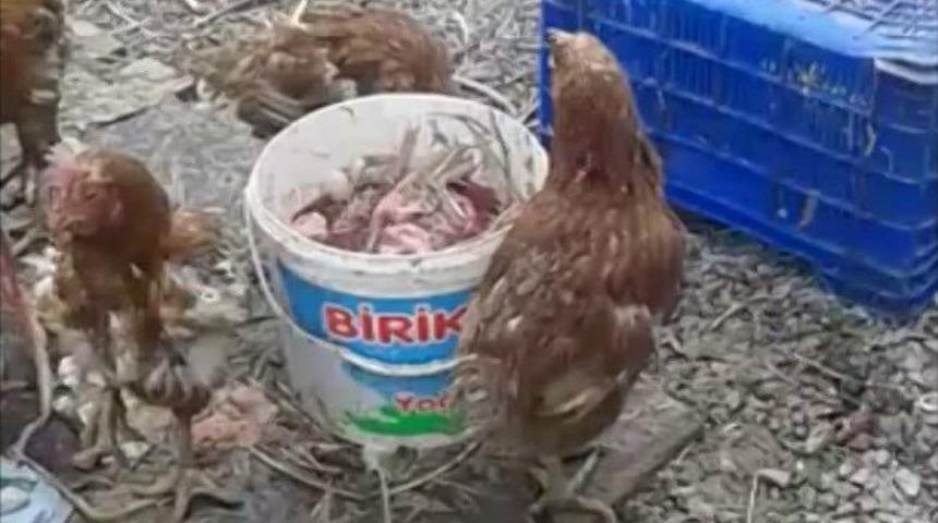 Ruhsatsız Tavuk &Ccedil;iftliğine Baskın
