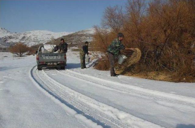 Demirkazık'ta Aç Kalan Yaban Hayvanlarına Yem Atıldı